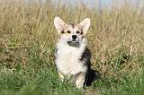 CORGI PEMBROKE 692